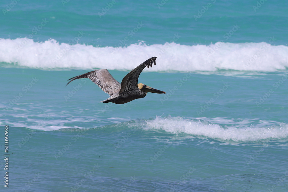 Pelican hunting on the sea in Cayo Santa Maria, Cuba