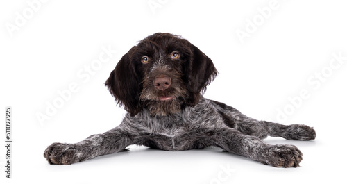 Young brown and white German wirehaired pointer dog pup, laying down with paws spread like bambi on the ice. Looking straight to camera. Isolated on a white background. photo