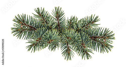 Fir tree branch isolated on white background © ilietus