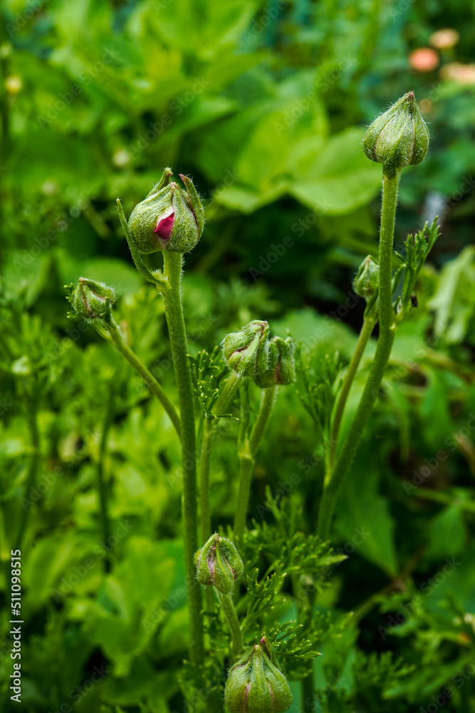 Red ranunculus flower in the bud state. Outdoors, flower garden.