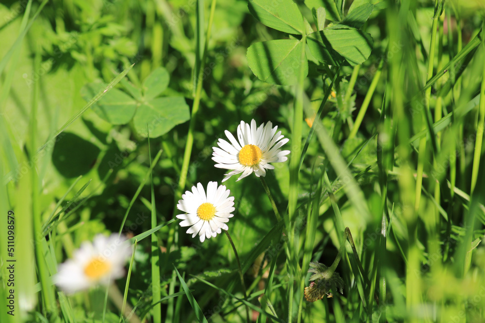 Fototapeta premium Natural Bellis Perennis Macro Photo