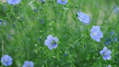 Beautiful blue flower waving in wind in a spring garden. Charming floral background. Selective focus, 4K
