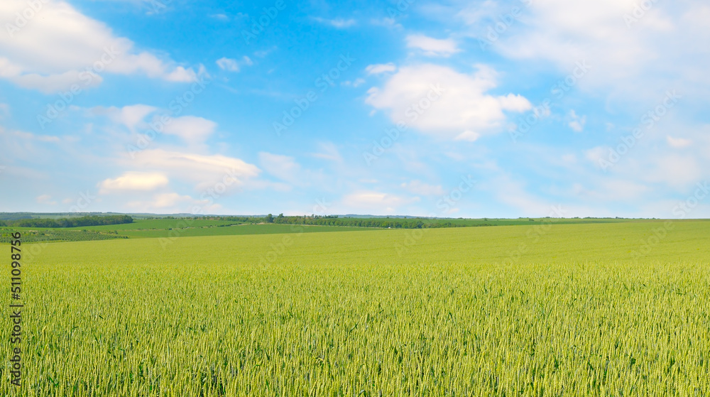 Green field and blue sky. Agricultural landscape. Wide photo. Green field and blue sky. Agricultural landscape. Wide photo.