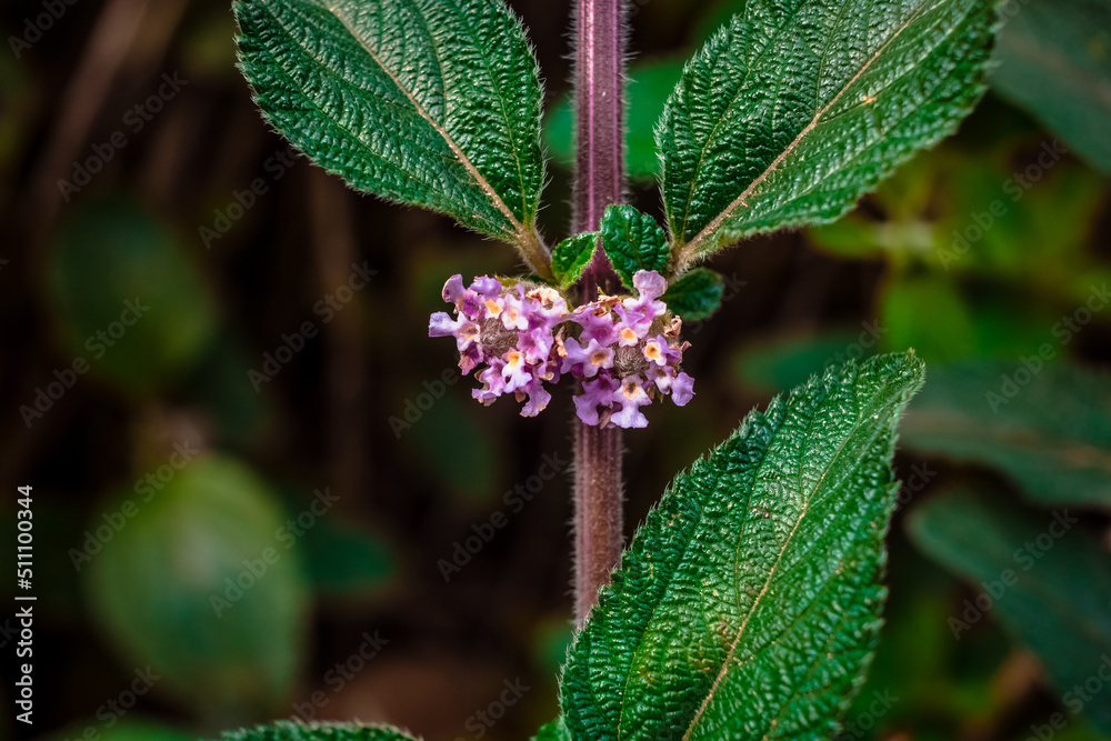 Small flower with green leaves. Macro with blur on plant with leaves. Small flower with green leaves. Macro with blur on plant with leaves.