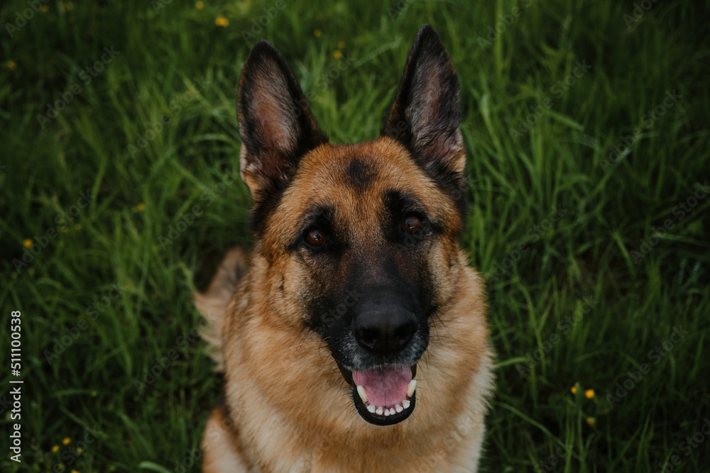 A thoroughbred dog in park sitting and smiling. Portrait of German shepherd of black and red color close-up on background of green grass in summer, top view.