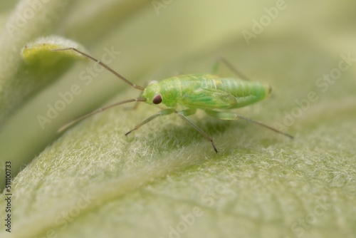 young green Orthotylus with small wings