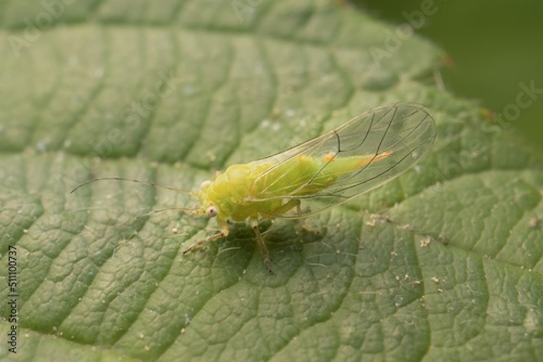 little green Psyllidae on a leaf