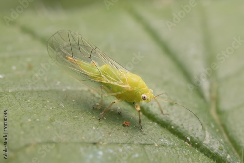 little green Psyllidae on a leaf