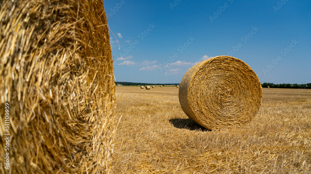 Rolls of straw, stalks, cereals rolled up after the threshing of the grain 1 Rolls of straw, stalks, cereals rolled up after the threshing of the grain 1