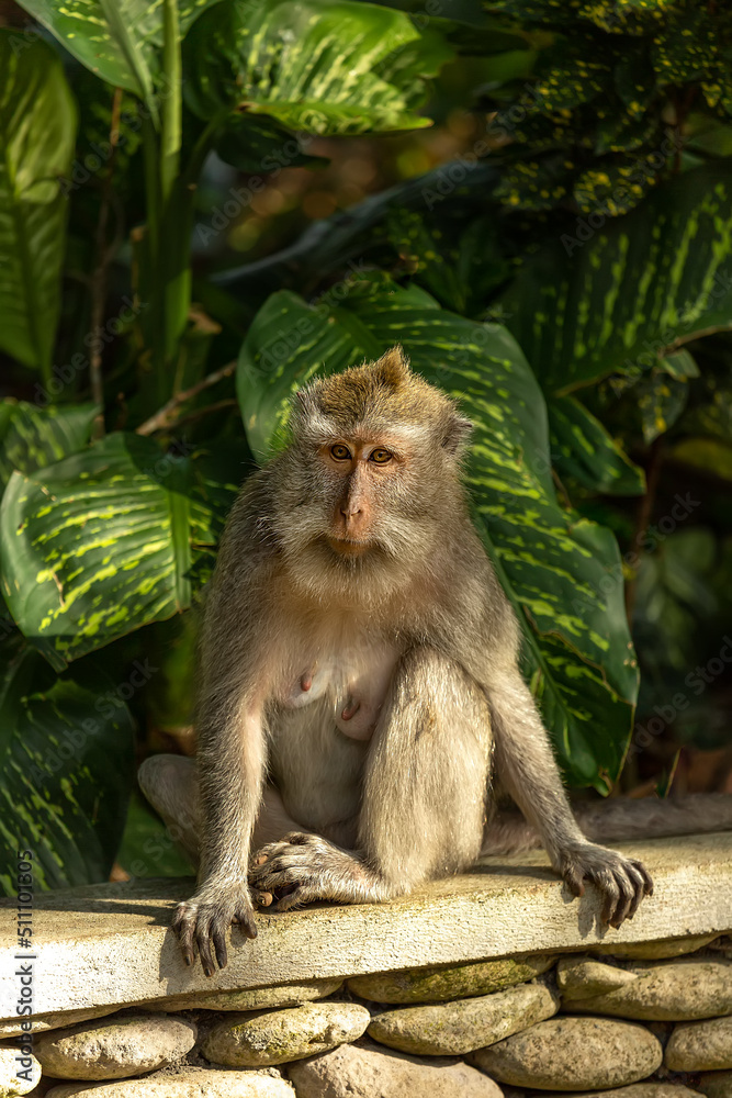 Fototapeta premium Monkey sit next to a green plant. Ubud, Bali, Indonesia