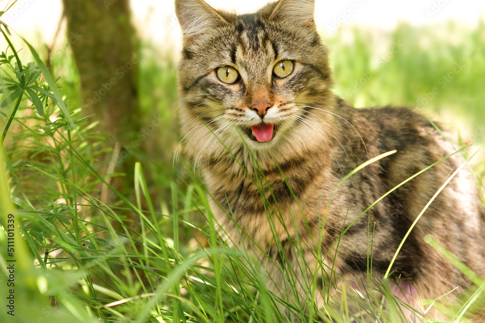 Cat languishes in the heat lying on the ground with its tongue out. Tabby domestic cat on a walk outdoors. The cat is sitting in green grass with open mouth. Walk with a pet cat summer heat. 