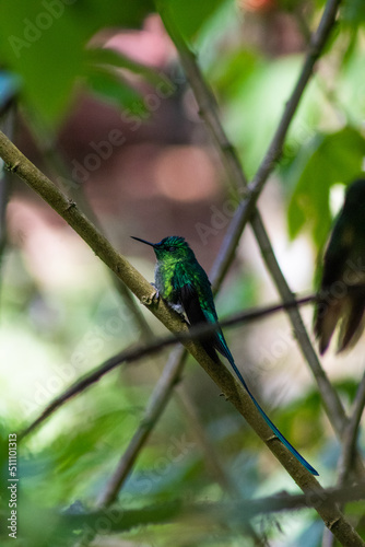 Hermoso colibrí / colibrí sentado / colibrí en reposo / colibrí / aves pequeñas / aves colombianas / ave polinizador / colibrí cola larga 