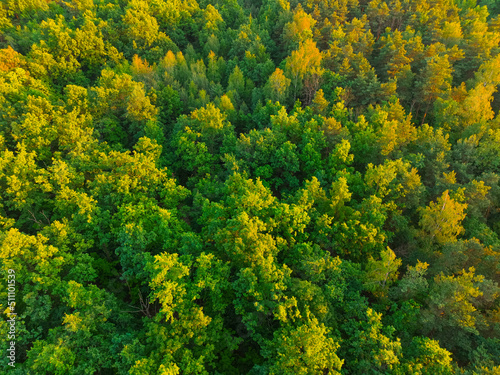 Top view of the forest trees. Aerial photo of the forest, drone. © Sebastian