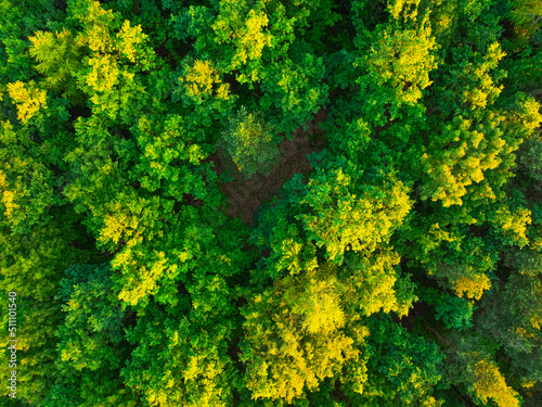 Top view of the forest trees. Aerial photo of the forest, drone.