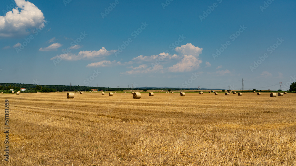 Rolls of straw, stalks, cereals rolled up after the threshing of the grain 4