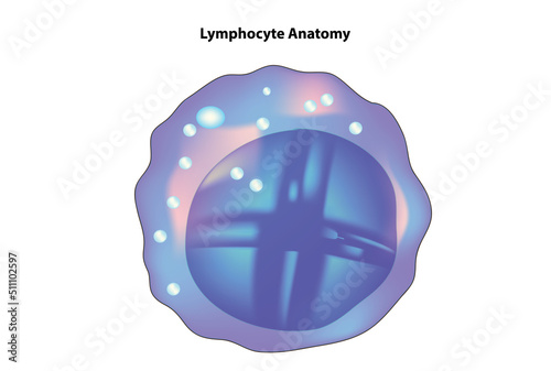 Lymphocyte 