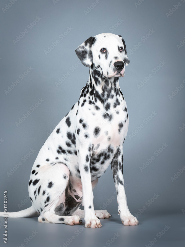 Dalmatian sitting in a photography studio Dalmatian sitting in a photography studio