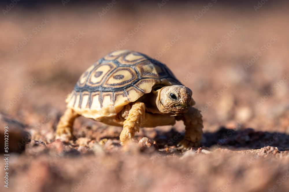 Cute portrait of baby turtle in namibia africa Cute portrait of baby turtle in namibia africa