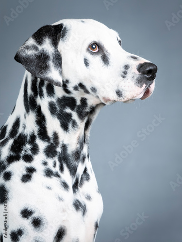 Portrait of a dalmatian in studio