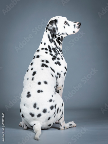 Dalmatian sitting in a photography studio