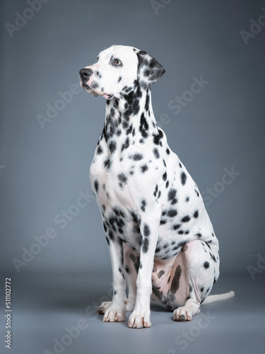 Dalmatian sitting in a photography studio © xyo33