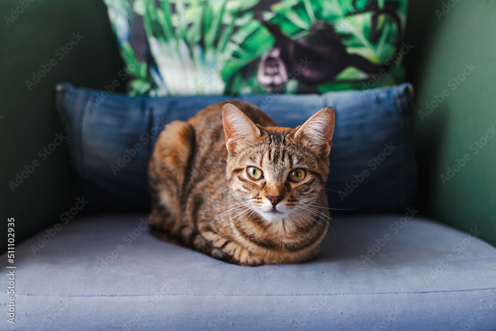 Front portrait of a domestic tabby cat sitting on an armchair at home. Domestic cat on an armchair at home looking at the camera. Front portrait of a domestic tabby cat sitting on an armchair at home. Domestic cat on an armchair at home looking at the camera.