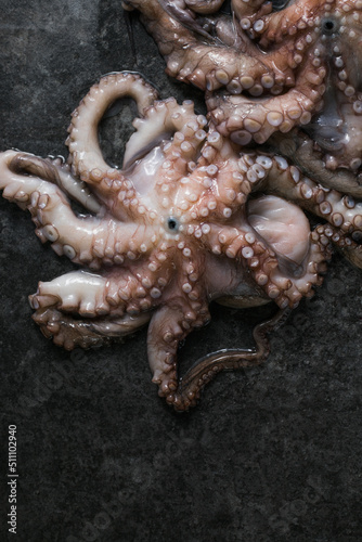 Octopus. Creative concept of healthy food with photos of delicious seafood from octopus.