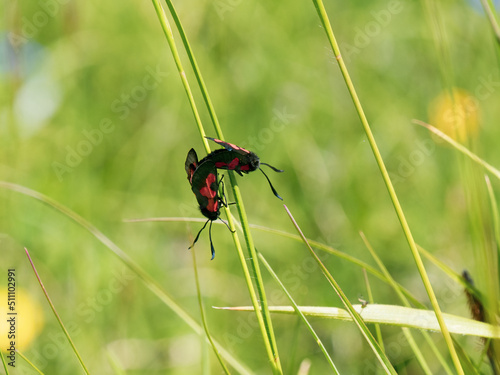 Five-spot Burnet Moths mating on a Grass Stem