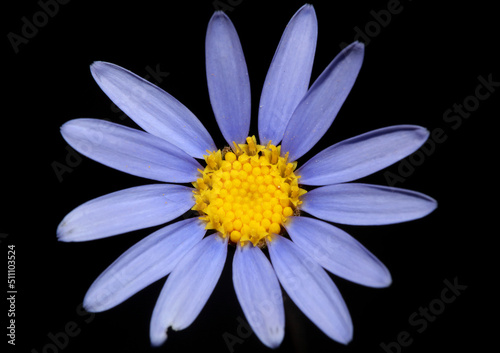 Blue star flower blossom macro felicia amelloides family compositae modern botanical background big size high quality prints home decor
