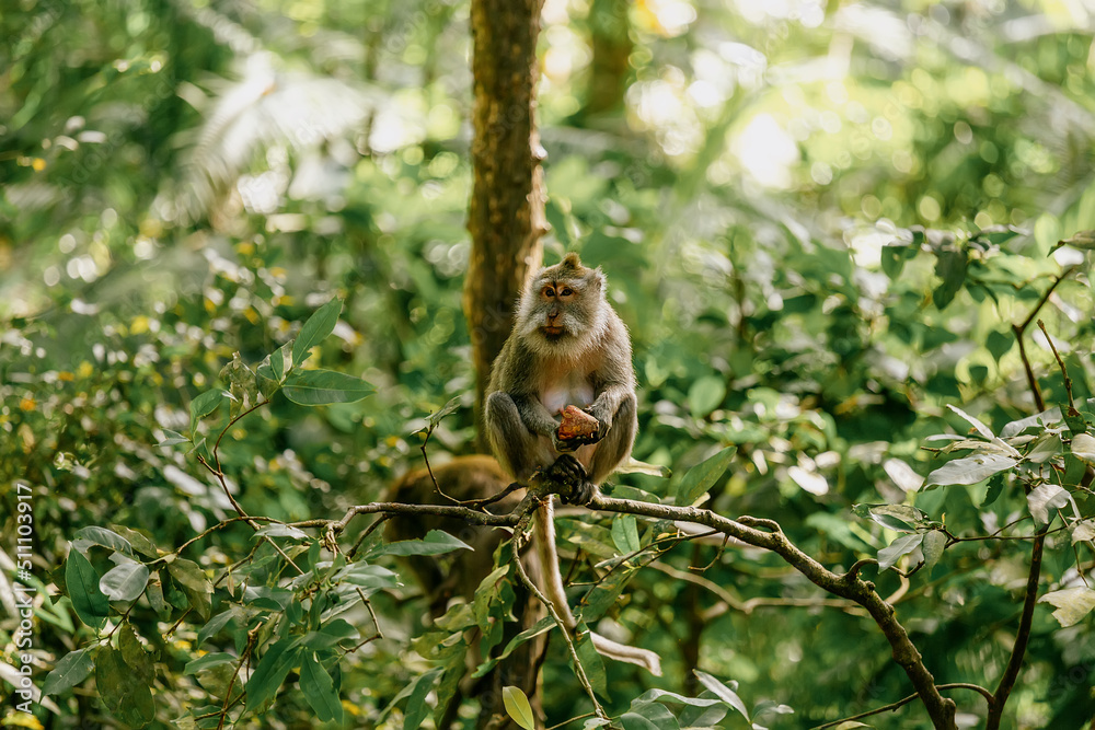 A monkey sitting on a tree branch in the woods. Ubud, Bali, Indonesia
