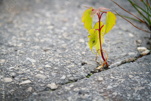 The power of growth. Sprouted sprout through the asphalt.