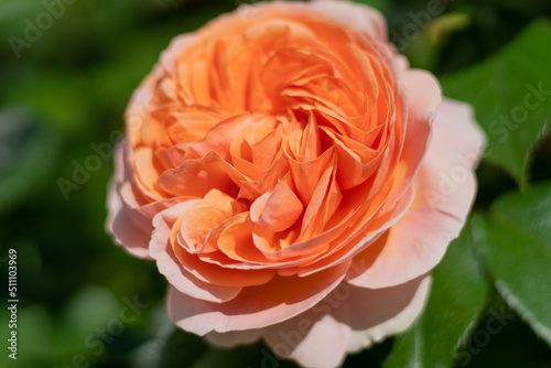 Blooming rose bud. Summer flower close-up. Floral background. Nature in the flowerbed. Gardening. Rose petals in the garden. Gently beige orange rose color.