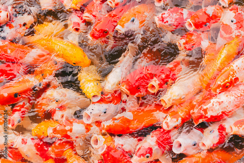 Many Koi in the pond, a pet believed to bring wealth to its owner. Beautiful fishes is popular in Asia, many species, the popular species is Japanese.