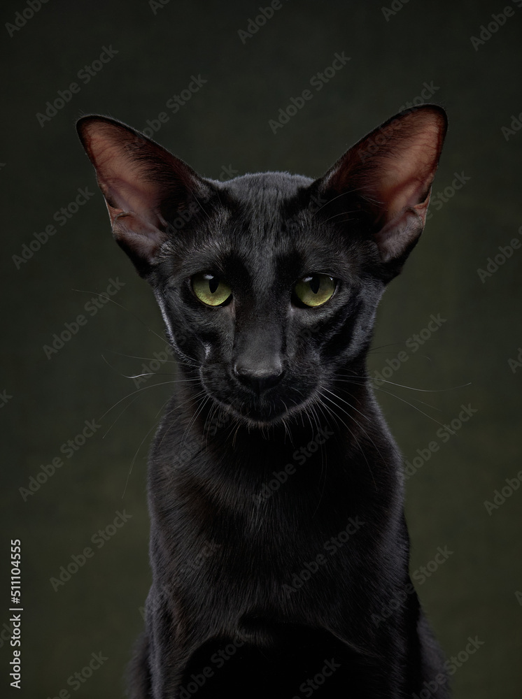 oriental black cat on a dark green canvas background. graceful pet