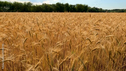 Summer Landscape with Wheat Fields photo