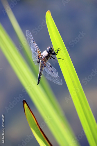 Vierfleck (Libellula quadrimaculata) photo