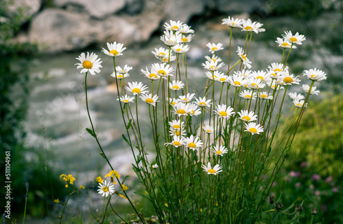 Summer in Austria photo