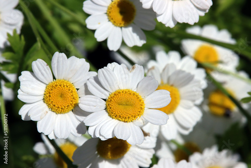 Mutterkraut  Tanacetum parthenium  Falsche Kamille  Zierkamille