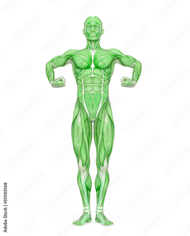 average man muscle maps is doing a super hero pose