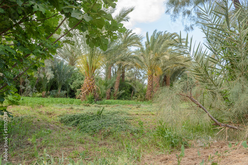 Palm trees in gardens of oasis in spring.
