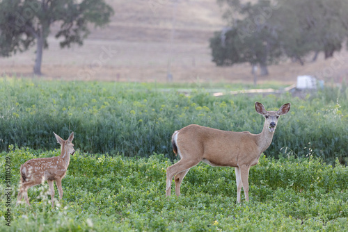 Santa Barbara County Wildlife Getting into Crop Fields