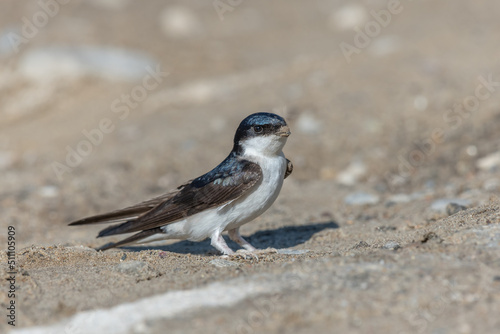 House martin (Delichon urbicum) on the ground to recover mud with which it builds its nest. photo