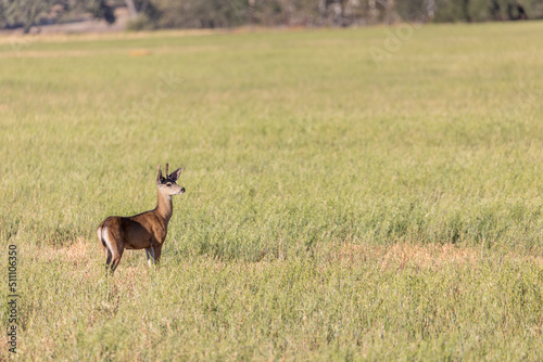 Deer in Open Farming Field in Central California