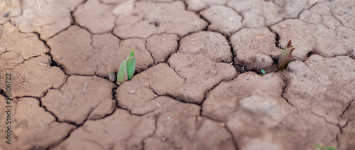 The concept of environmental restoration.The growth of seedlings on cracked soil in the dry season. Global warming, causes climate change, water scarcity.