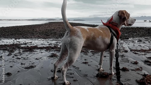 beagle on de beach