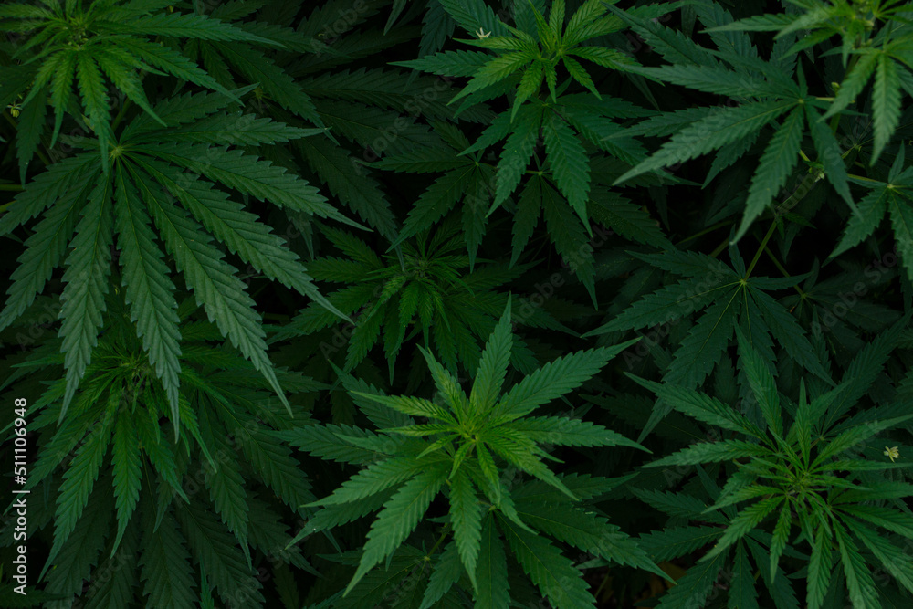Marijuana leaf background wallpaper, cannabis hemp leaf outdoors.