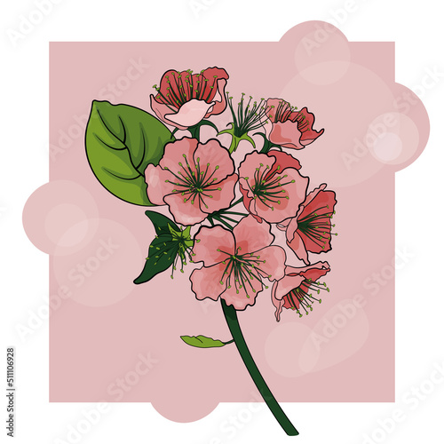 Vector isolated cherry, apple blossom flower branch. Illustration for card, t shirt, clothing
