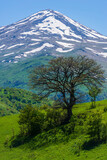 Alone oak tree against Maymekh mountain, Armenia