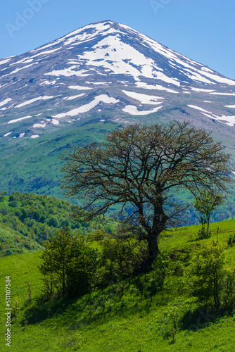 Alone oak tree against Maymekh mountain  Armenia