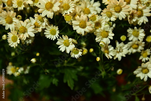 yellow flowers of green grass
